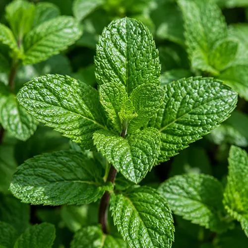 Peppermint