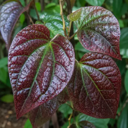 Sirih Merah