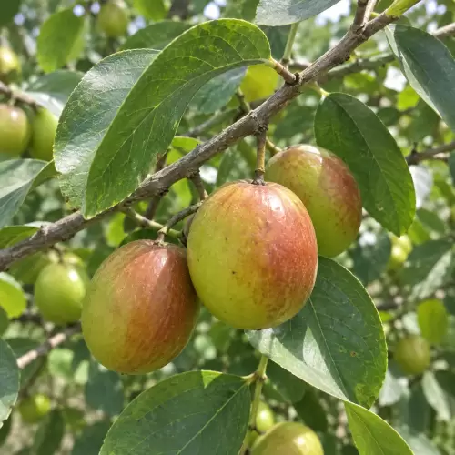 Bidara