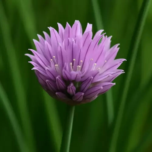 Kucai