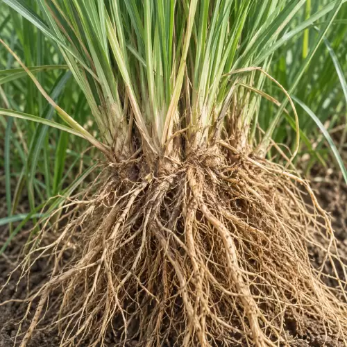 Akar wangi