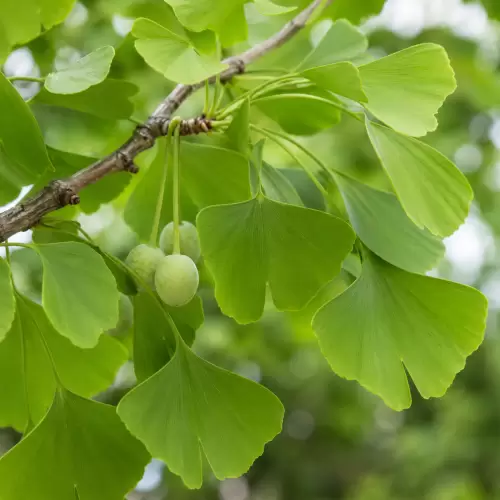 Ginkgo Biloba
