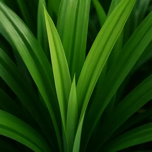 Pandan
