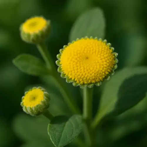 Costmary