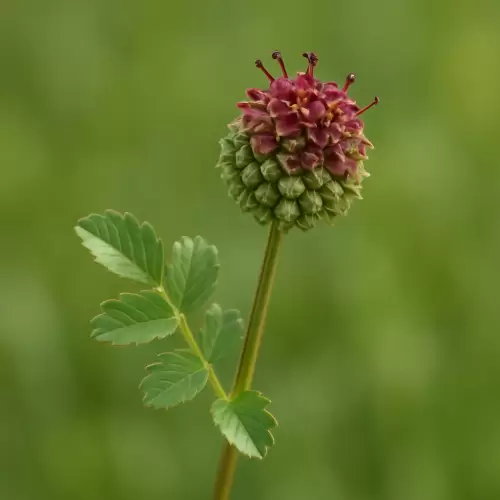 Salad Burnet