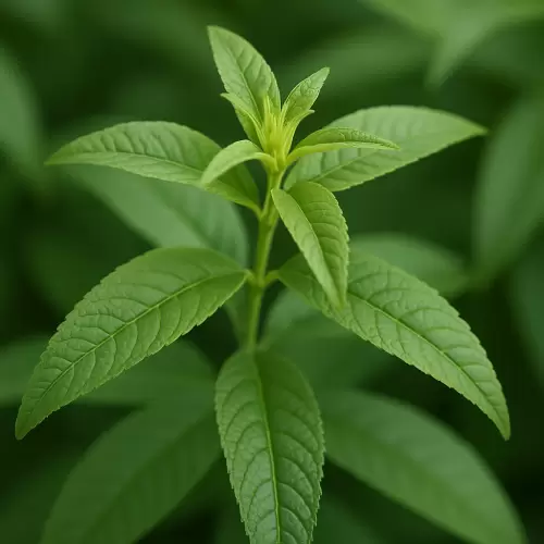 Kerinyu Limau
