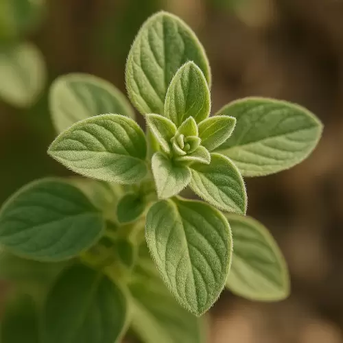 Oregano Syria