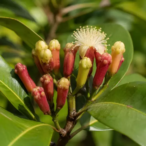 Cengkeh