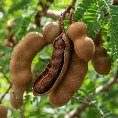 Asam Jawa