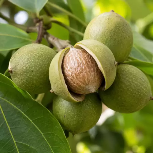 Kemiri