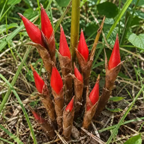 Bijian Surga