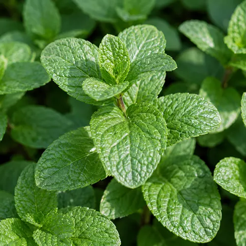 Mint