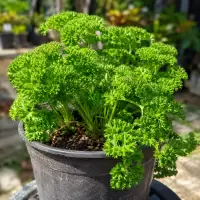 Curly Parsley in Sunlit Garden Peterseli