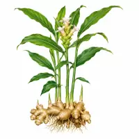 Botanical Illustration Jahe